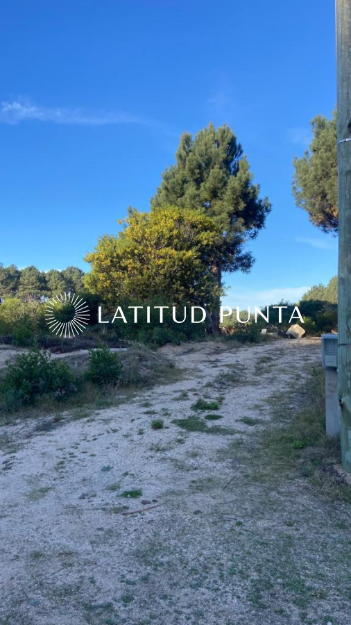 Chihuahua - GoPunta - Portal Inmobiliario de Punta del Este - Maldonado
