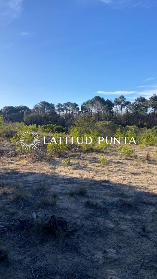 Chihuahua - GoPunta - Portal Inmobiliario de Punta del Este - Maldonado
