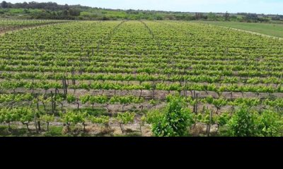 Venta Bodega  Viñedo con 5 Casas en Camino Toledo Chico