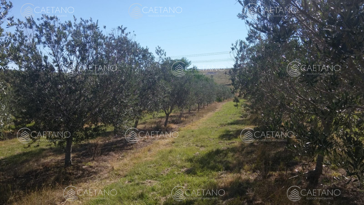 Zona Rural - GoPunta - Portal Inmobiliario de Punta del Este - Maldonado
