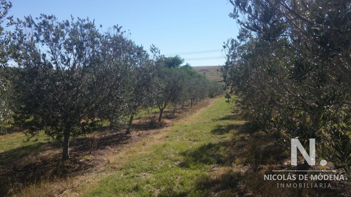 Zona Rural - GoPunta - Portal Inmobiliario de Punta del Este - Maldonado