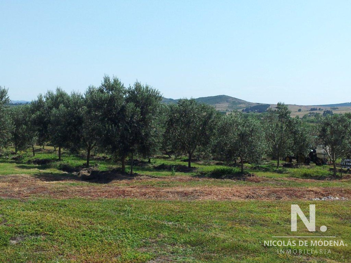 Venta de Campo de Olivos y Alfalfa de 60 ha Pan de Azúcar - GoPunta - Portal Inmobiliario de Punta del Este - Maldonado