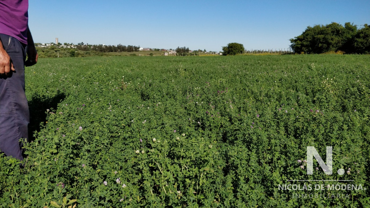 Venta de Campo de Olivos y Alfalfa de 60 ha Pan de Azúcar - GoPunta - Portal Inmobiliario de Punta del Este - Maldonado