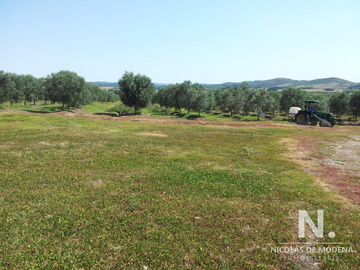 Venta de Campo de Olivos y Alfalfa de 60 ha Pan de Azúcar - GoPunta - Portal Inmobiliario de Punta del Este - Maldonado