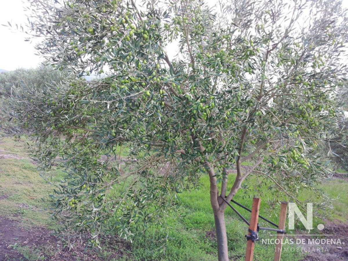 Venta de Campo de Olivos y Alfalfa de 60 ha Pan de Azúcar - GoPunta - Portal Inmobiliario de Punta del Este - Maldonado