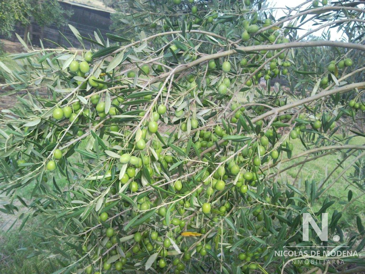 Venta de Campo de Olivos y Alfalfa de 60 ha Pan de Azúcar - GoPunta - Portal Inmobiliario de Punta del Este - Maldonado