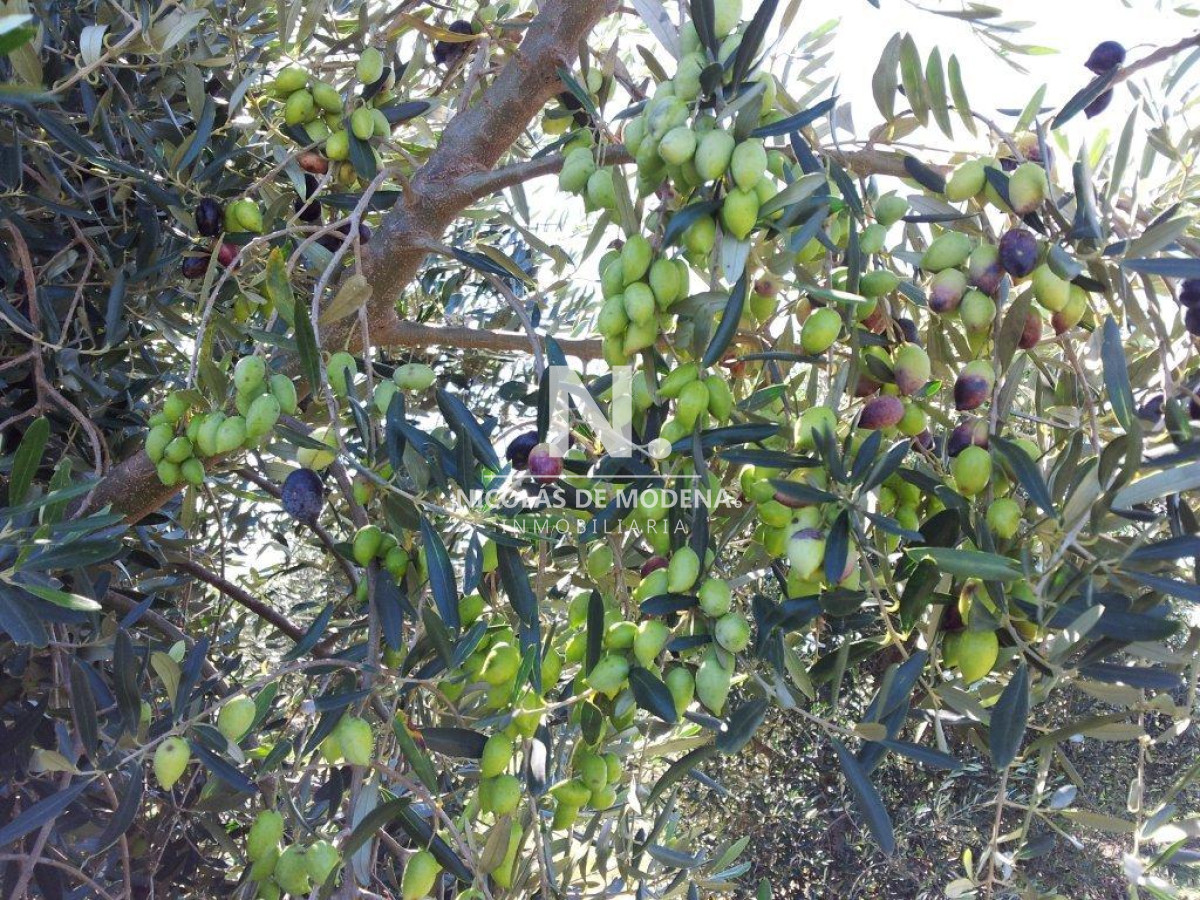 Chacra