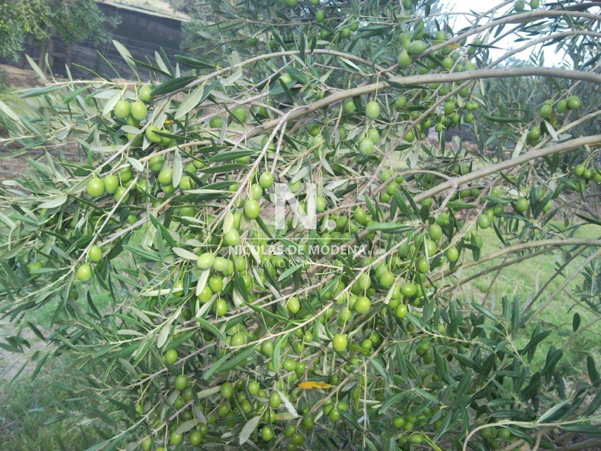 Chacra