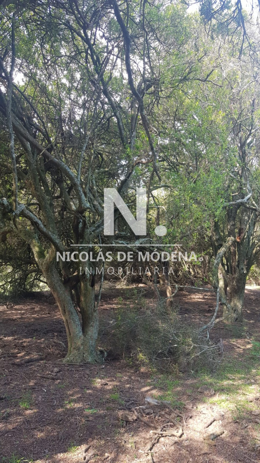 Chacra