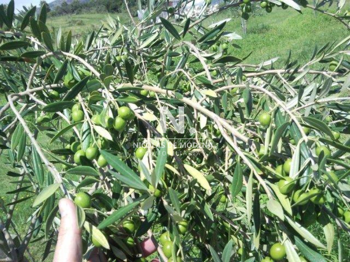 Chacra