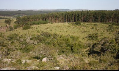 Chacra de 5 has en venta a solo 23 km de Garzon , Maldonado