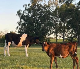 Chacra en venta en canelones. Oportunidad para explotar.