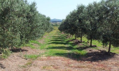 Venta de Campo de Olivos y Alfalfa de 60 ha-Pan de Azúcar