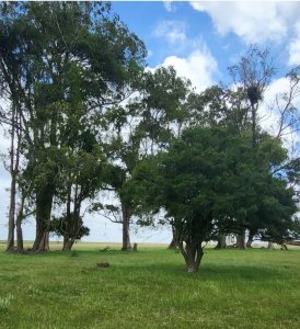 en venta campo en treinta y tres, ubicado a 12 kilómetros de vergara - ndm21823p