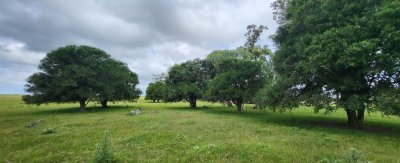 en venta campo en treinta y tres, ubicado a 12 kilómetros de vergara - ndm21823p