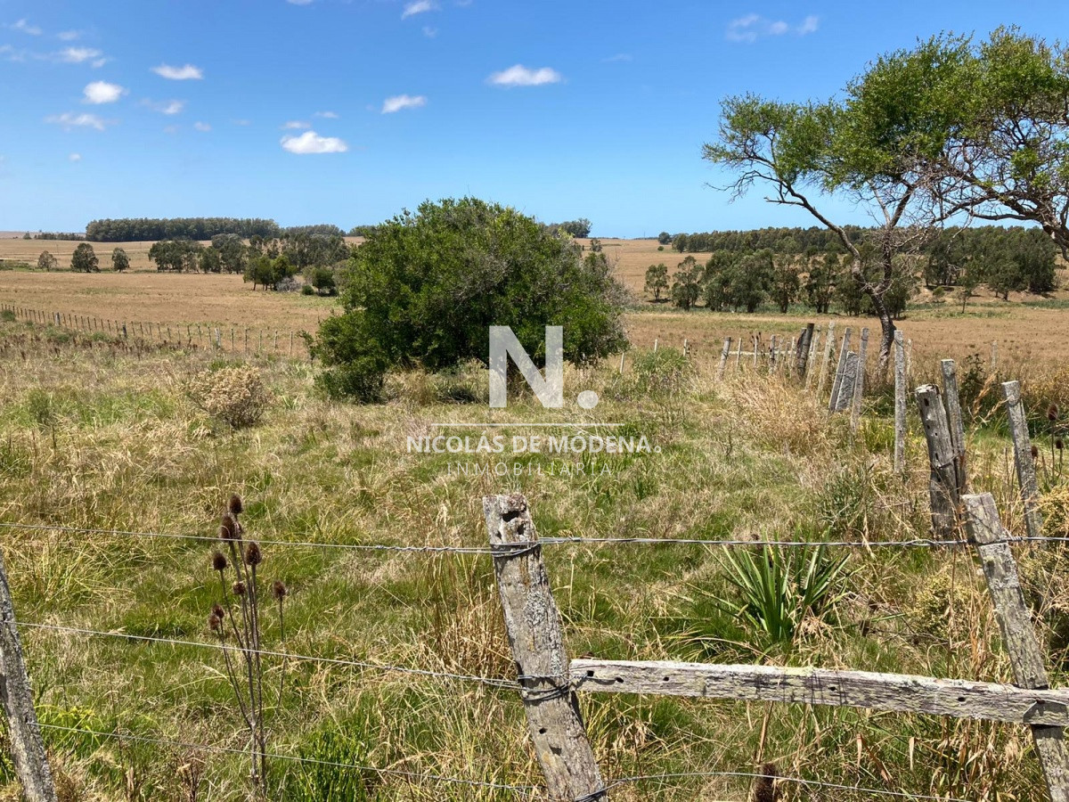 Campo