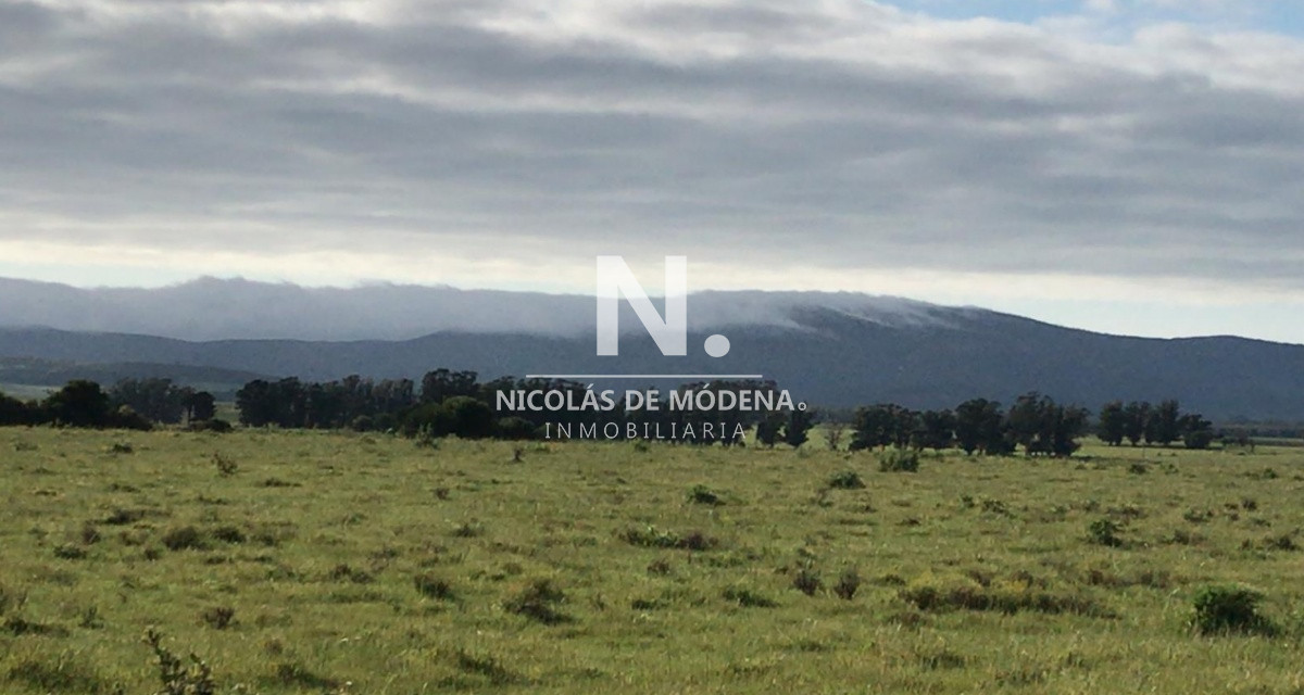 Campo
