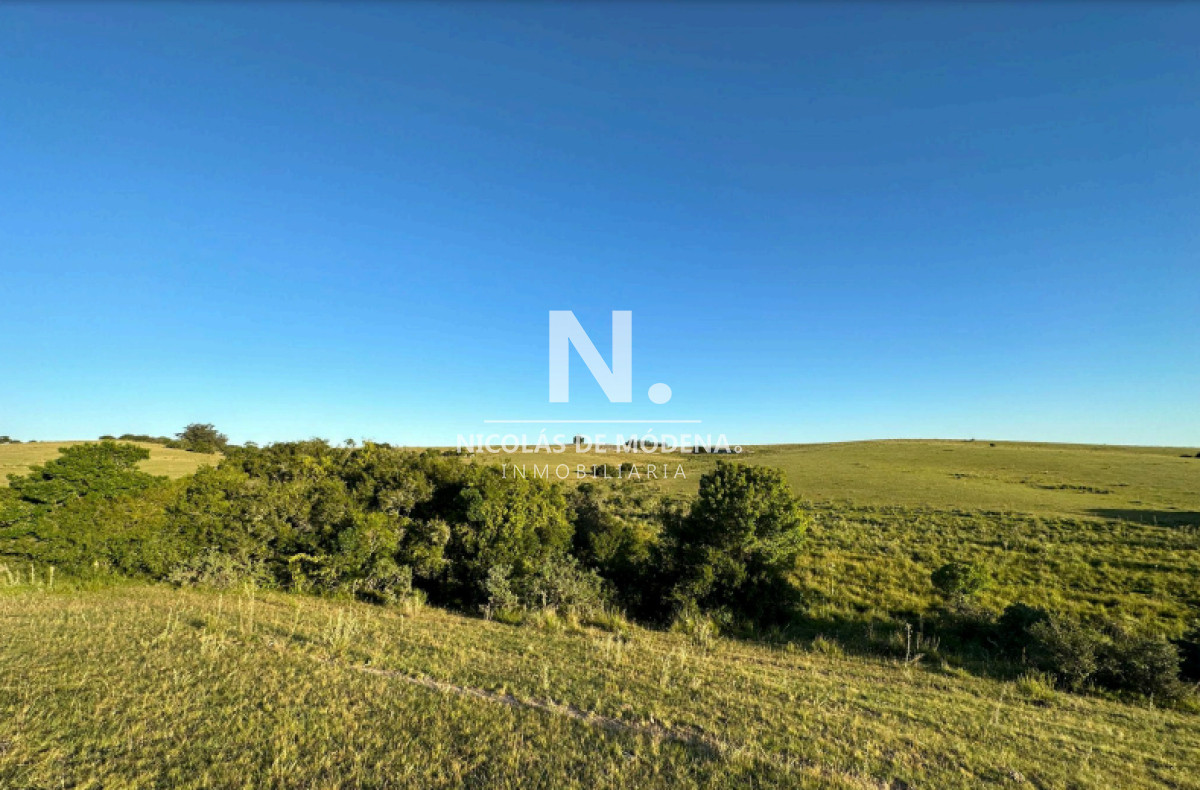 Campo