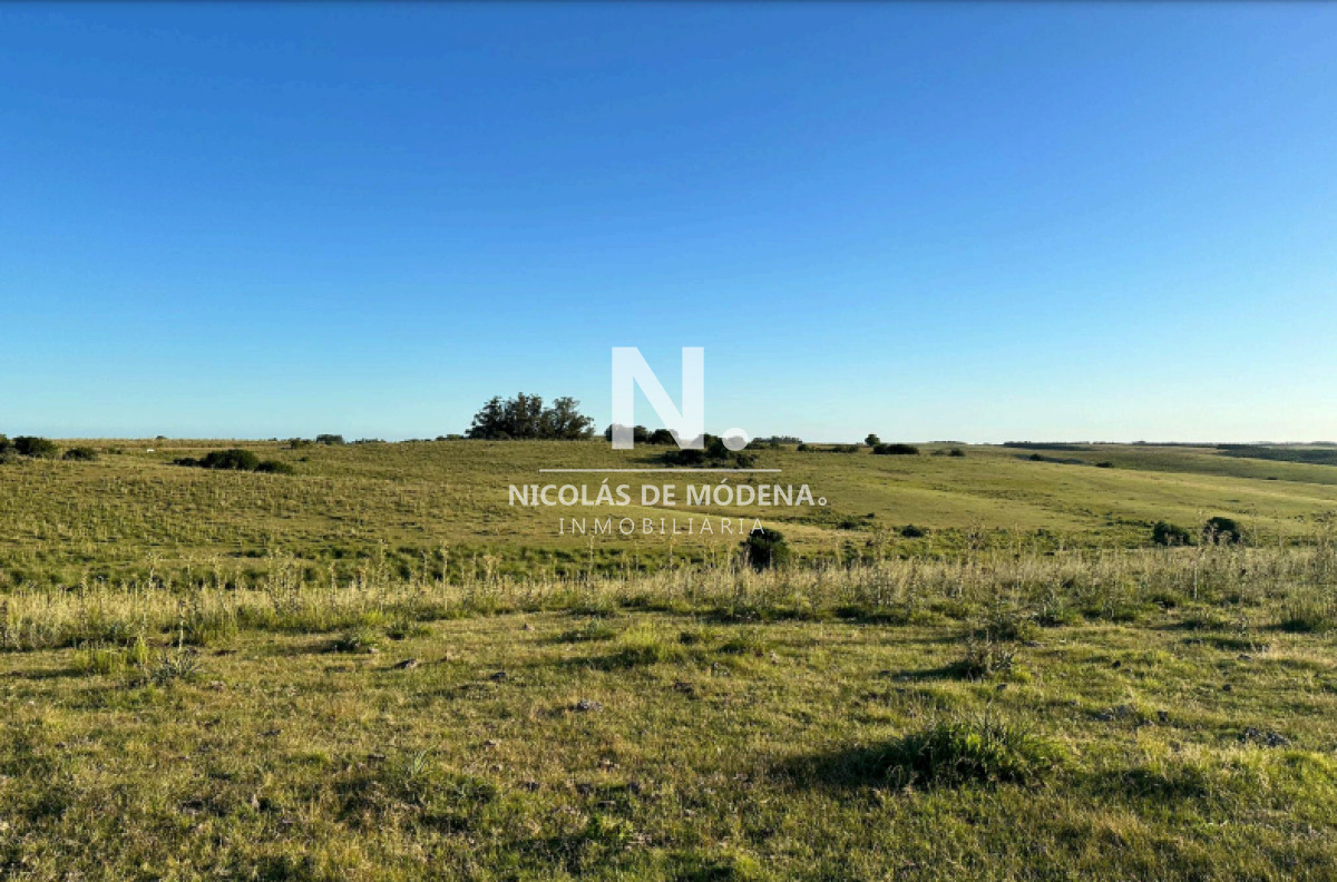 Campo