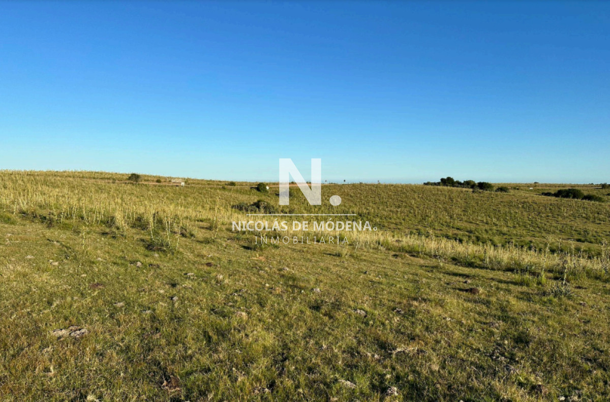 Campo