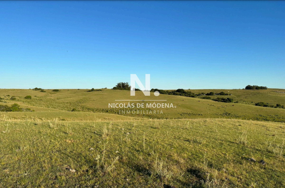 Campo
