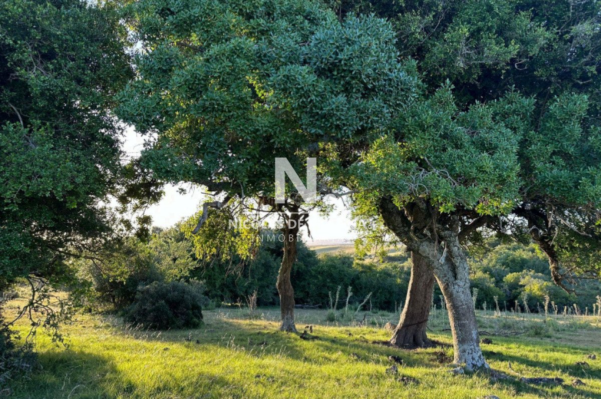 Campo