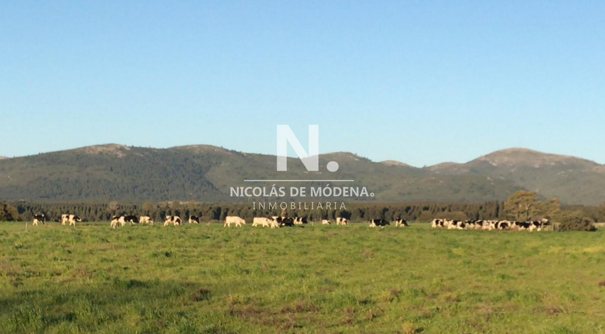Campo