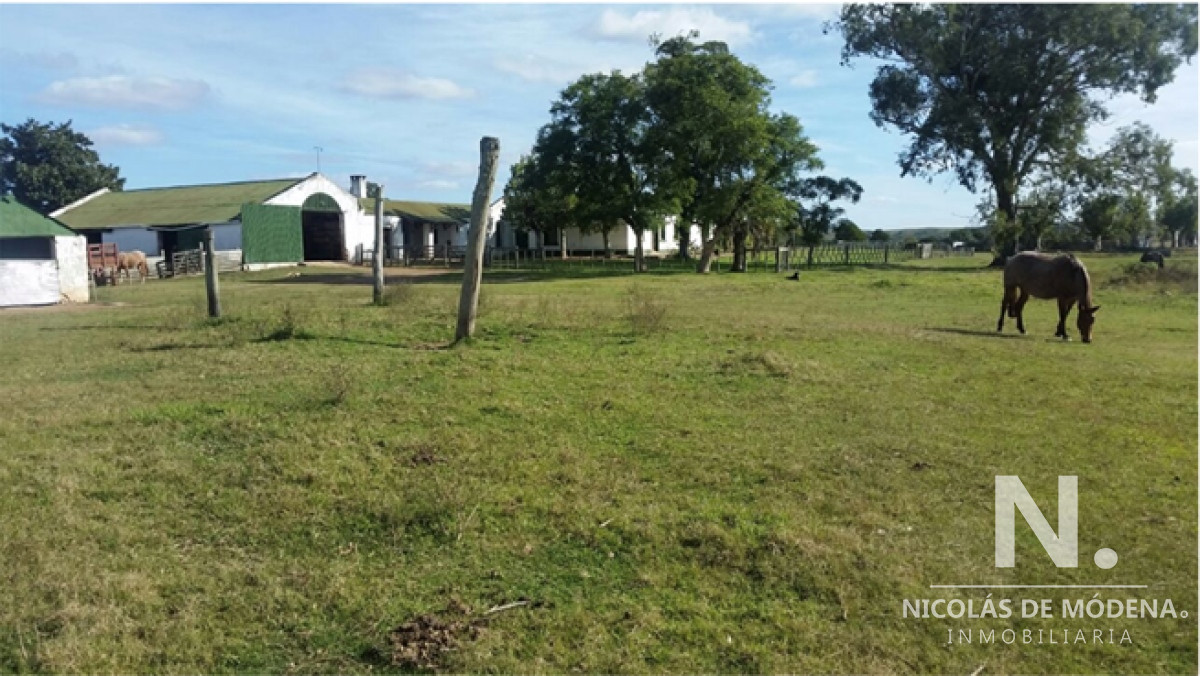En venta campo tipo criador en Montevideo   Treinta y Tres - GoPunta - Portal Inmobiliario de Punta del Este - Maldonado