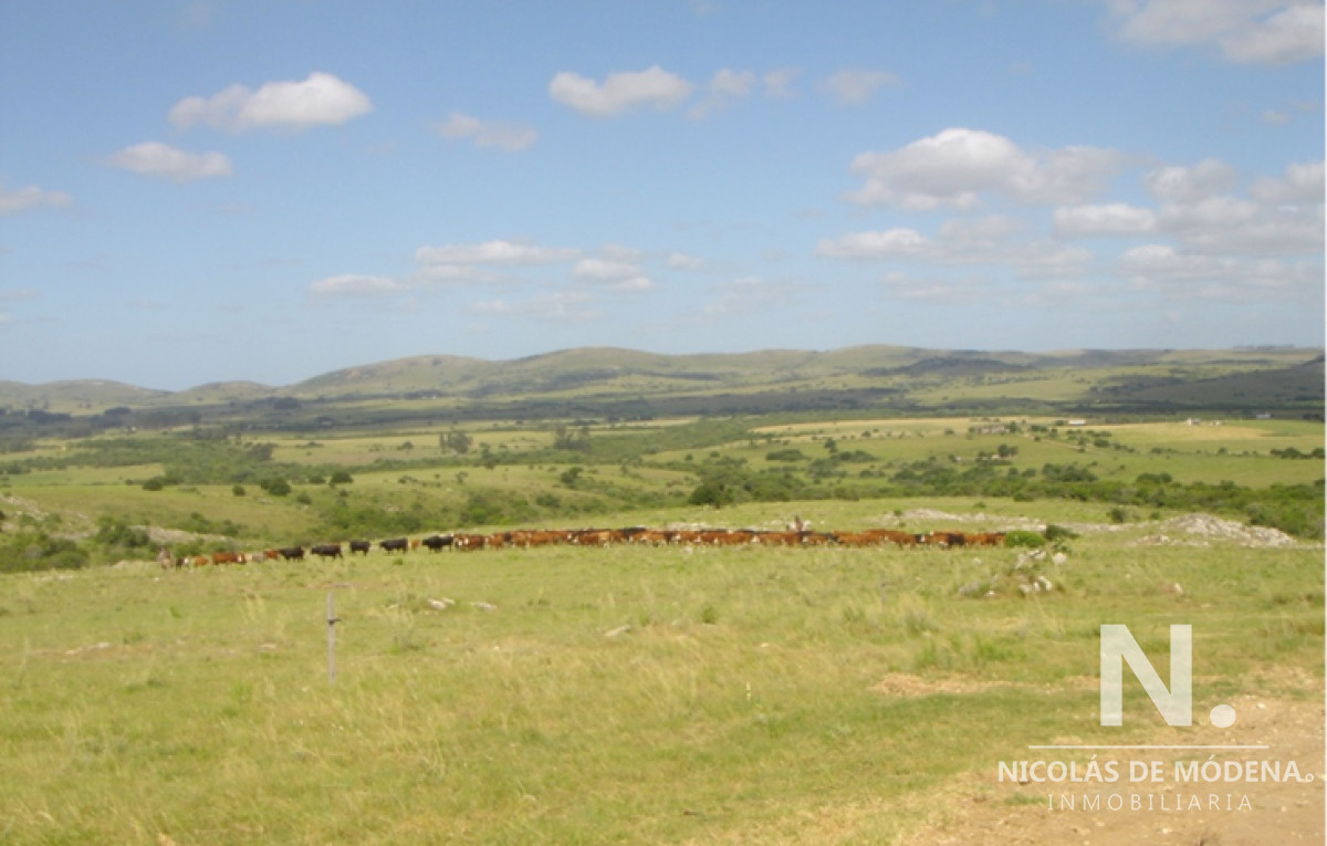 Vende Campo criador en Cerro Largo, Montevideo. - GoPunta - Portal Inmobiliario de Punta del Este - Maldonado