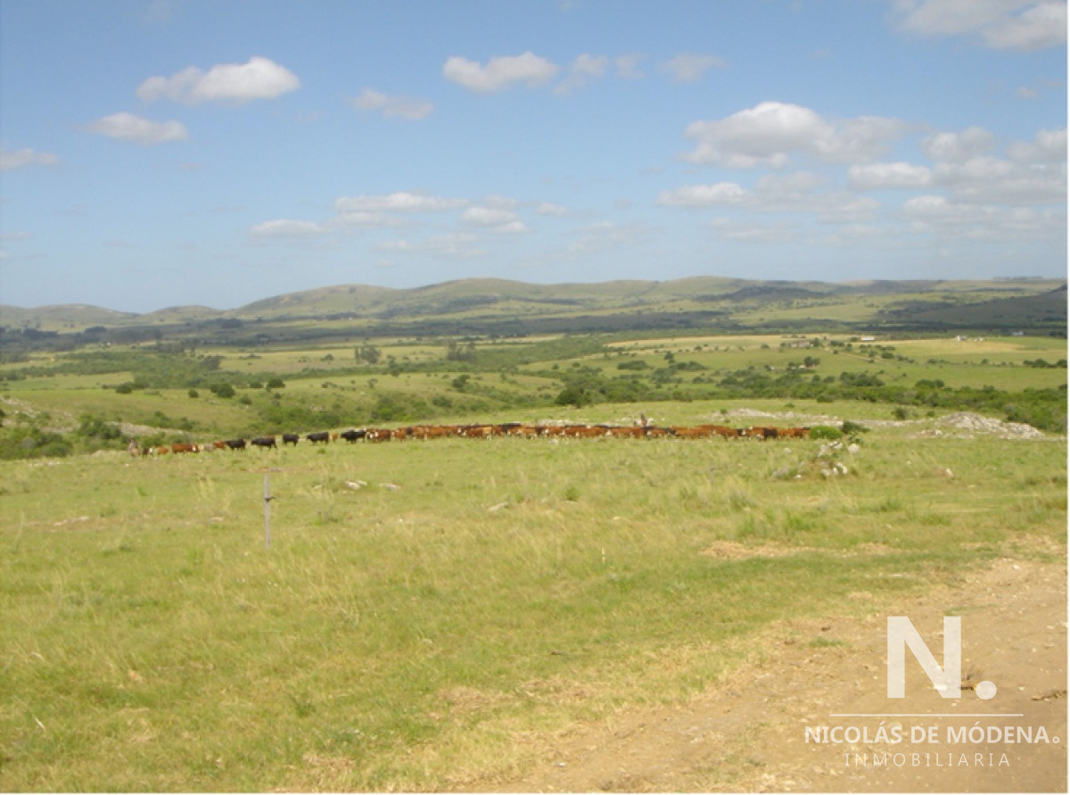 En venta campo criador en Montevideo   Treinta y Tres. - GoPunta - Portal Inmobiliario de Punta del Este - Maldonado
