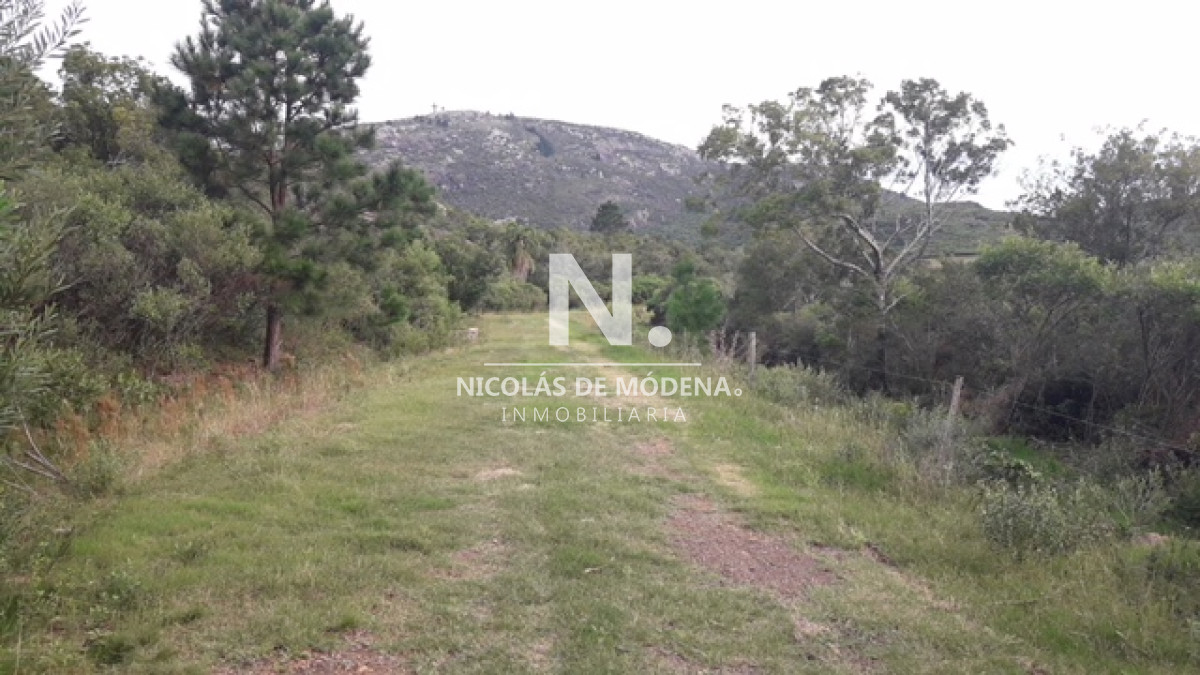 Campo