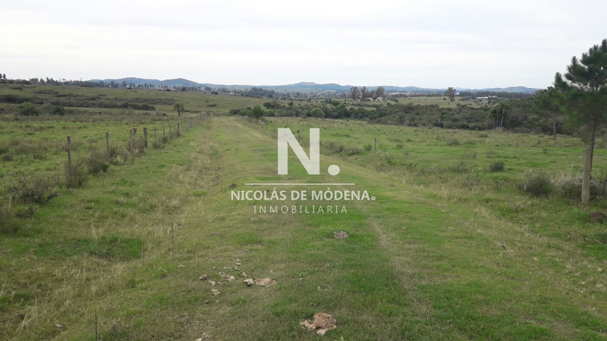 Campo