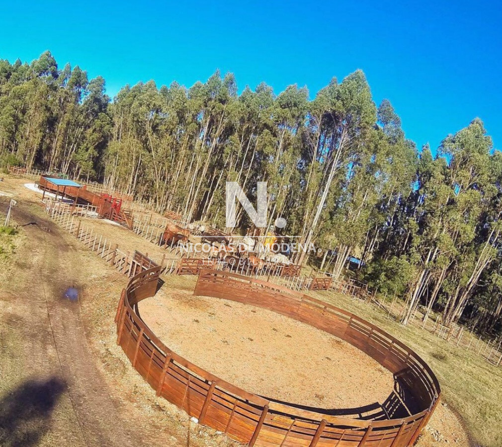 Campo