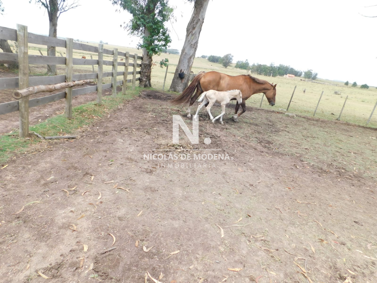 Campo