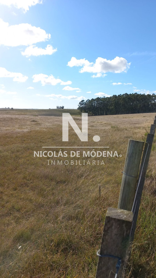 Campo