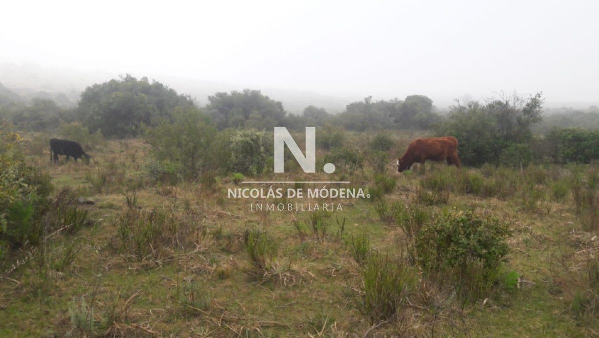 Vende campo en Aigua  Maldonado de 40 hectareas. - GoPunta - Portal Inmobiliario de Punta del Este - Maldonado