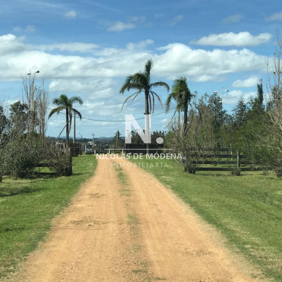 Campo