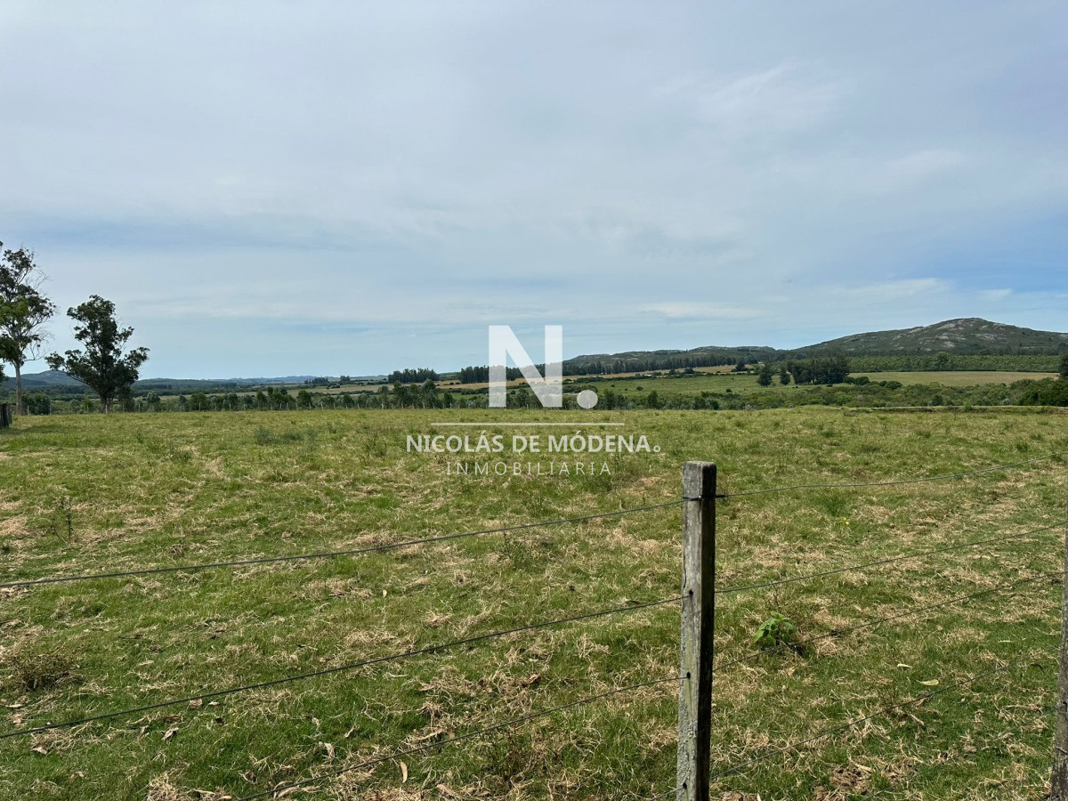 Campo