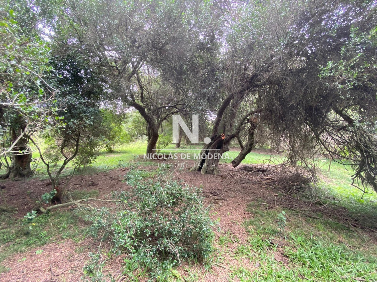 Campo