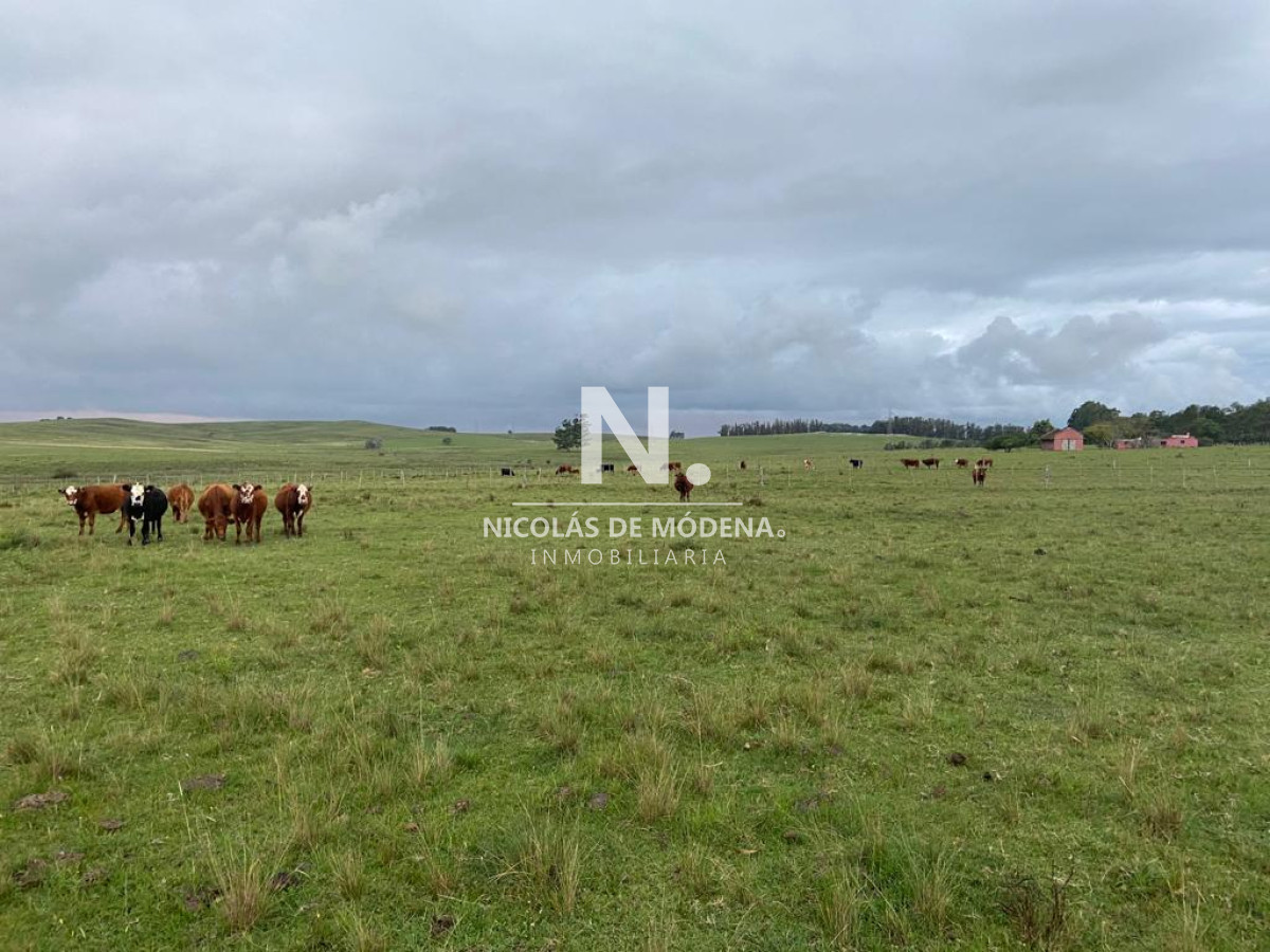 Campo