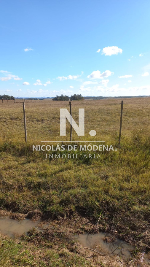 Campo