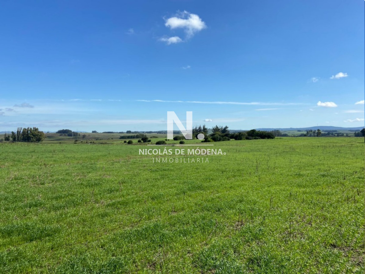 Campo