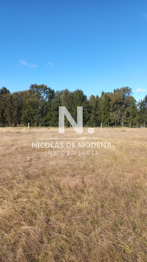 Campo