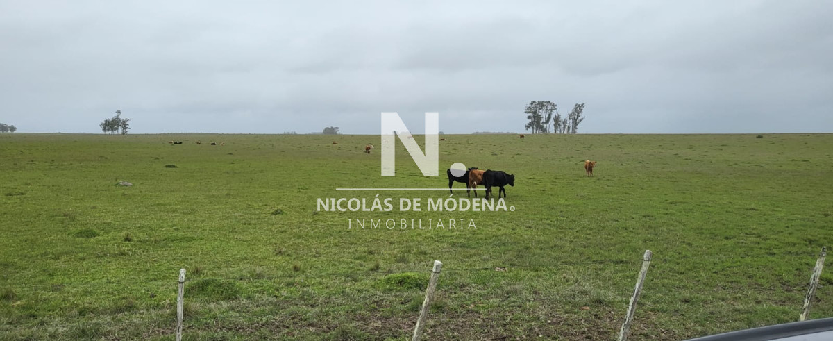 Campo