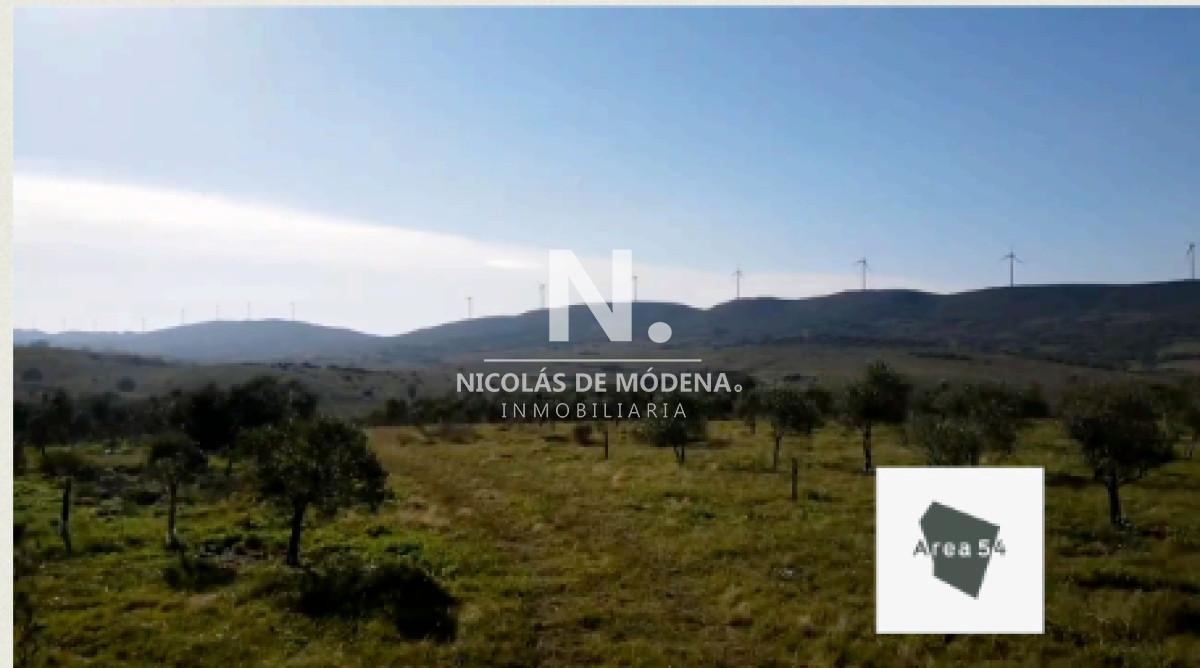 Campo
