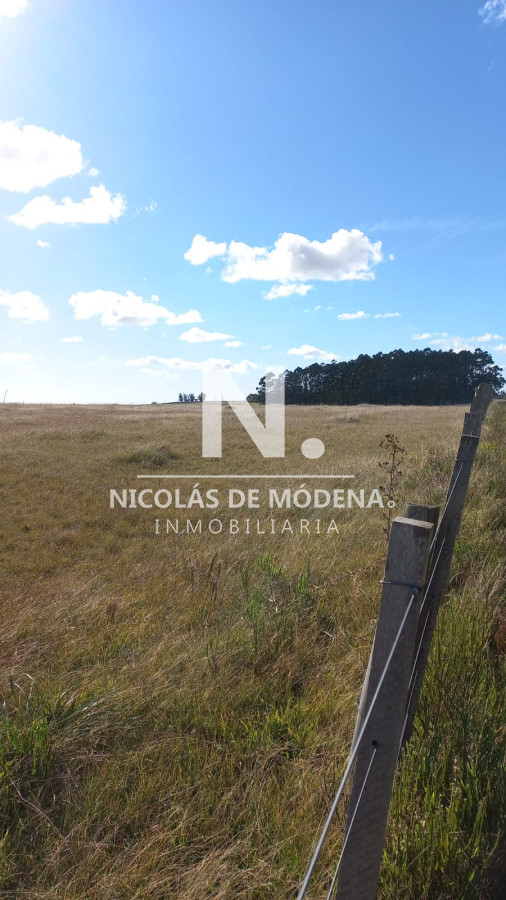 Campo
