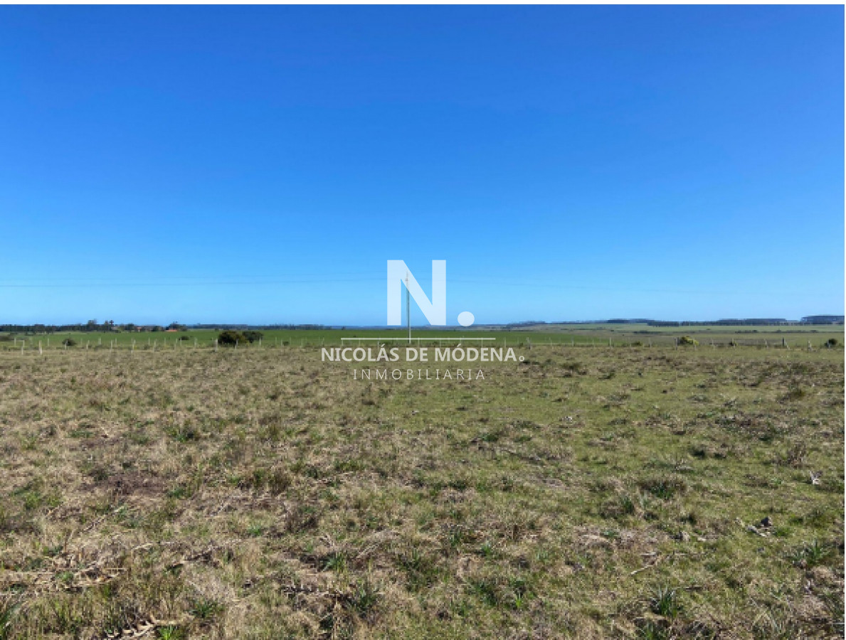 Campo