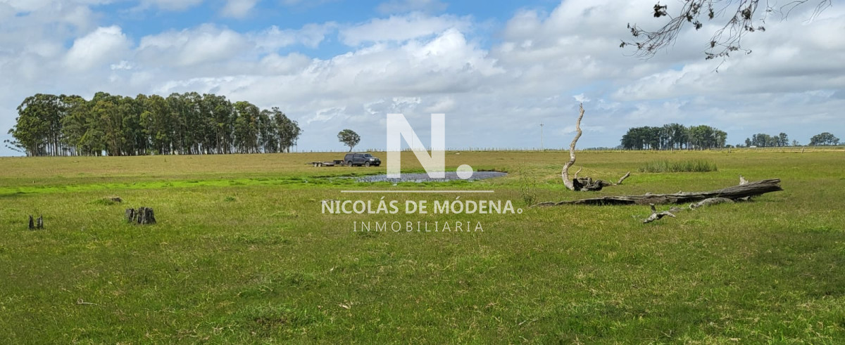 Campo