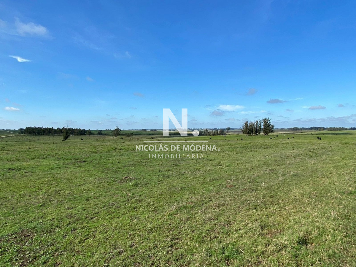 Campo