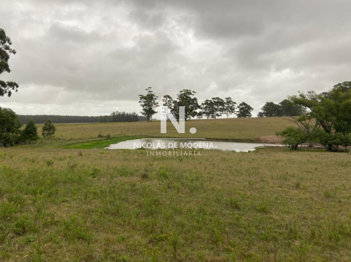 Campo